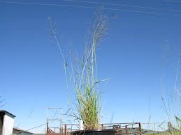 Image result for Eragrostis phyllacantha