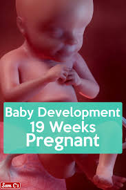 Pin On Fetal Development Week By Week