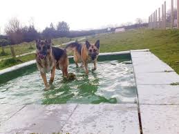 It is the only domesticated species in the family felidae and is often referred to as the domestic cat to distinguish it from the wild members of the family. Nice Idea Great Pool For The Dogs To Cool Off Tracy B Cool Dogs Ideagre Hopper991810 In 2020 Dog Boarding Kennels Luxury Dog Kennels Pet Resort