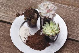 This project uses epoxy resin. Diy Unique Succulent Planters Albert Lea Tribune Albert Lea Tribune