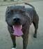 American Staffordshire Terrier Dog Breed Information