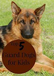 Top 5 Guard Dogs For Kids Dogs And Kids Best Guard Dogs Guard Dog Breeds