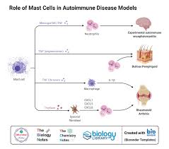 Image result for Mast Cell