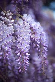 15 Deadly Plants You Might Have At Home Night Blooming Flowers Blooming Flowers Wisteria