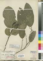 Image result for Strombosia scheffleri