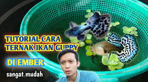 Check spelling or type a new query. Ternak Ikan Hias Di Ember