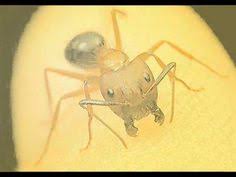 Ants invade the home to forage for food or seek shelter or both. 22 Pest Control Ideas Pest Control Pests Termites