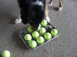 The Muffin Tin And Tennis Ball Game Is Winter Fun Brain Games For Dogs Dog Enrichment Dog Toys