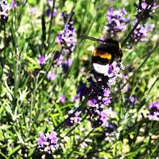 Obschon die insekten ein weitgehend selbstständiges leben führen, übernehmen sie dennoch eine große verantwortung für viele tausend lebewesen. Gartentechnik De