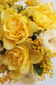 Mimosa Flowers Rose Plants