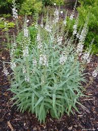 Vrbina Lysimachia Ephemerum Tuinieren Borders
