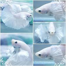 I Wish I Had One Of These These Fish Are Just Beautiful Pretty Fish Pet Fish Betta Fish