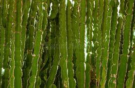 Image result for Coleus tetragonus