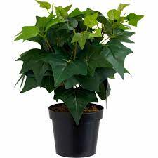 Can be used indoors for events and parties or outdoors for a permanent screen. Wilko Ivy Potted Plant Wilko
