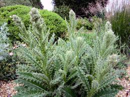 Image result for Berkheya speciosa