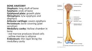At birth red bone marrow fills the marrow (interior) of most of the skeleton and is dense with blood forming cells. Bone Histology Ppt Download