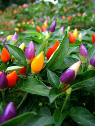 Ornamental Pepper Care How To Grow Ornamental Pepper Plants Plants Veggie Garden Pepper Plants