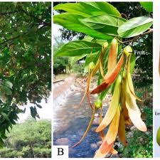 Image result for Crepidorhopalon whytei