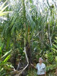 Image result for Raphia gentiliana