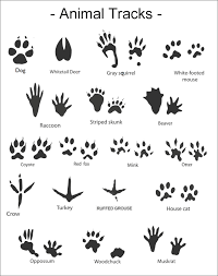 Infographics Maps Music And More Sleuthing Animal Tracks