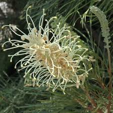 Image result for Protea micans