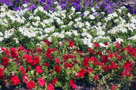 Ace hardware has 8,958 employees at their 1 location and $6.07 b in annual revenue in fy 2019. Brighten Up Your Fourth Of July With Red White And Blue Blooms