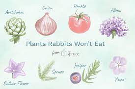 My only problem is rabbits, so i would like to she ate them to the ground, flowers and leaves, but with water and sun the plant survived and they have eaten my tulips down to nubs (wascally rabbits!) and occasionally have nibbled on my geraniums. Plants Rabbits Will Not Eat