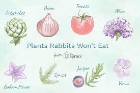 Deter rabbits naturally with this organic rabbit repellent recipe! Plants Rabbits Will Not Eat
