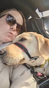 10 months old spayed, AKC yellow Labrador looking for a home. Up to date