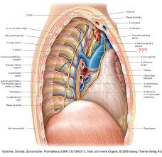 This is the english version of prometheus lernatlas der anatomie by michael schünke et al. Prometheus Von Thieme