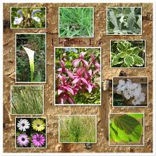 Image result for x Ruttyruspolia 'Phyllis van Heerden'