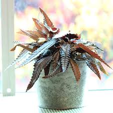 Image result for Pilea johnstonii