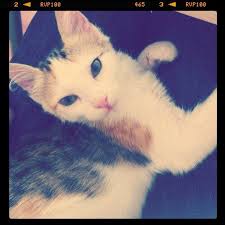 Kedi Sayfa 2