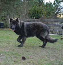 Please check back often for updates and feel free to contact us with any questions you may have. Palm Bay Florida Blue Bay Shepherds Blue Bay Shepherds Florida Shepherd Puppies Blue German Shepherd Blue German Shepherd Puppies