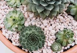 Chicken and hen plant flowers. Hens And Chicks Plant Care Growing Guide