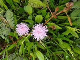 Image result for Mimosa pudica