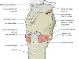 Lump in throat is it cancer? My Globus Pharyngeus Felt Like A Lump In My Throat Patient S Lounge