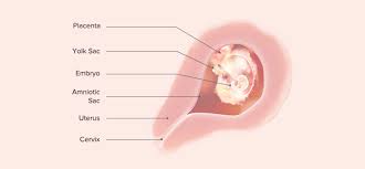4 Weeks Pregnant Symptoms And Baby Development Pampers