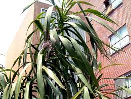 Image result for Cordyline stricta