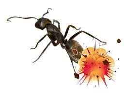 Before killing the ants, observe their walking pattern to find out where their ant trail leads. Cornmeal Magic The Myth That Will Not Die The Garden Professors