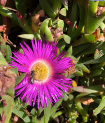 Image result for Carpobrotus