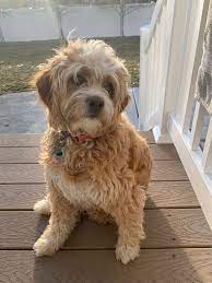Pin On Dogs