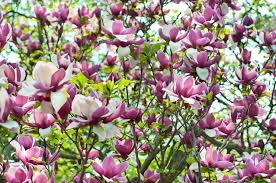 Image Result For Star Magnolia Pink Flowering Cherry Tree Magnolia Soulangeana Magnolia Trees