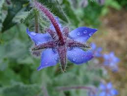 Burn crushed cypress wood for aid in understanding grief and death or to aid in divination. Page 5 Royalty Free Blue Flower Herb Photos Free Download Pxfuel