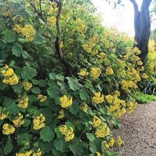 Image result for Roldana