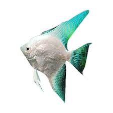 Mereka sangat sensitif terhadap nitrat dan racun tingkat tinggi lainnya, jadi anda harus sering menguji parameter air. Jual Produk Ikan Hias Air Tawar Diamond Angel Ml Sikumis