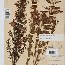 Image result for Dichilus