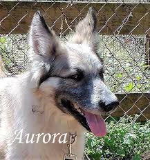He is a silver and brown one. Dog For Adoption Aurora A Great Pyrenees German Shepherd Dog Mix In Richmond Va Petfinder