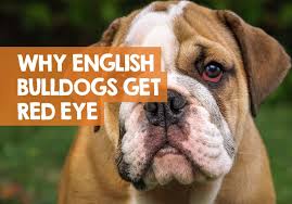 Cherry eye happens when the gland of the inner eyelid protrudes and becomes visible as a mound of blood and tissue. Why Does My English Bulldog Have Red Eyes Or Bloodshot