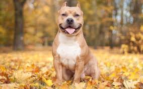 Cute Pitbull Wallpapers Top Free Cute Pitbull Backgrounds Wallpaperaccess Since the concept of cute was first dreamed up some time around the invention of cats in 30 b.c., a great many cute things have happened. cute pitbull wallpapers top free cute